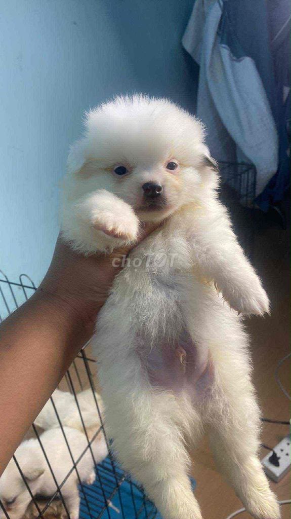 Bán chó nhật xù tại shop 130 đường 2/9 hải châu đà. Mua bán Chó tại Quận Hải Châu Đà Nẵng được đăng bởi Chó Cảnh Đà Nẵng 130 đường 2 9  hình 1