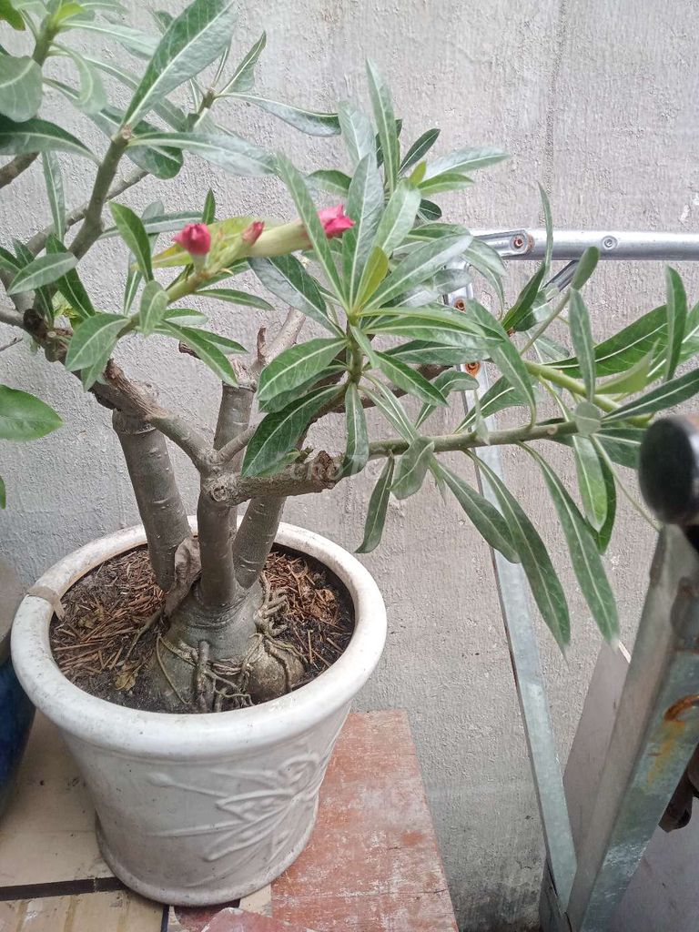 Chậu sứ Trắng. Mua bán Cây cảnh, đồ trang trí tại Quận 12 Tp Hồ Chí Minh được đăng bởi Dương Vũ Chí Tùng hình 1