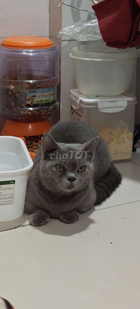 mèo anh chân lùn lông ngắn mèo gái bé là bé gái. Mua bán Mèo tại Quận 4 Tp Hồ Chí Minh được đăng bởi Phunu Saigon hình 1