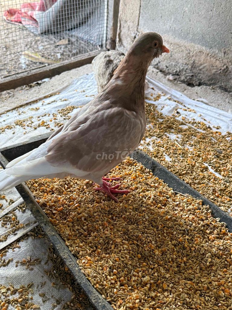 Chim bồ câu màu Nâu. Mua bán Chim tại Huyện Ninh Phước Ninh Thuận được đăng bởi Dương ngữ hình 1