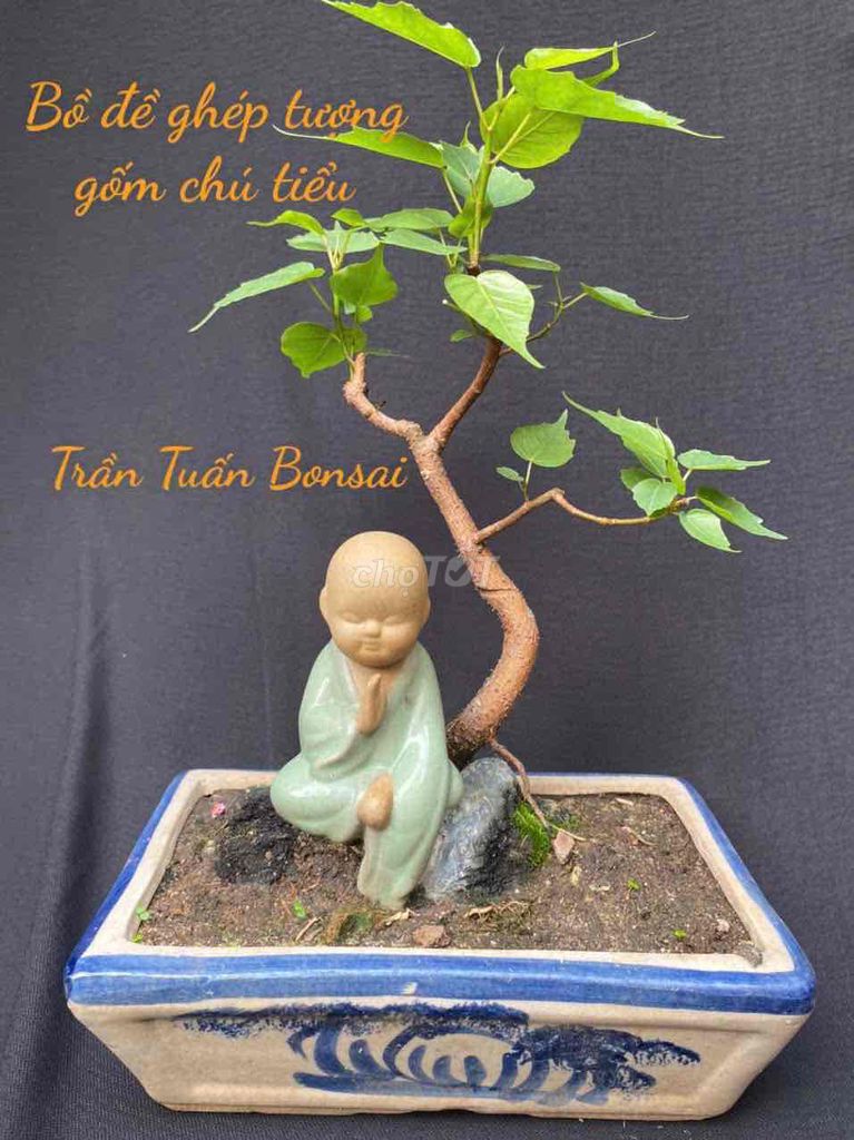 Cây cảnh bonsai Bồ đề gốm 25cm. Mua bán Cây cảnh, đồ trang trí tại Quận Tân Phú Tp Hồ Chí Minh được đăng bởi Bonsai gốm sứ nghệ thuật hình 1
