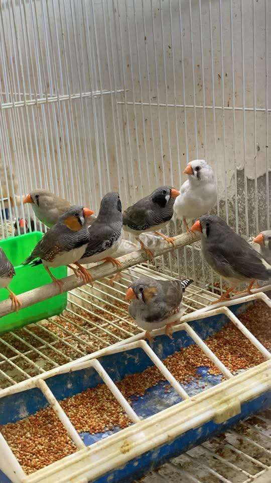 Chim Manh manh Đa màu Khỏe đẹp. Mua bán Chim tại Quận Long Biên Hà Nội được đăng bởi tổng kho sỉ hình 1