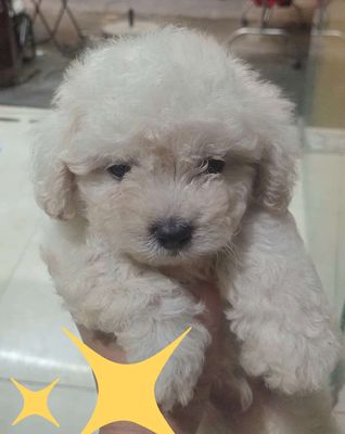 Chó Poodle Tiny Trắng 2 tháng