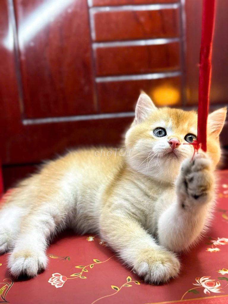 mèo Bố golden red nhập nga - mẹ munchkin thuần. Mua bán Mèo tại Huyện Hóc Môn Tp Hồ Chí Minh được đăng bởi Tùng Nguyễn hình 3