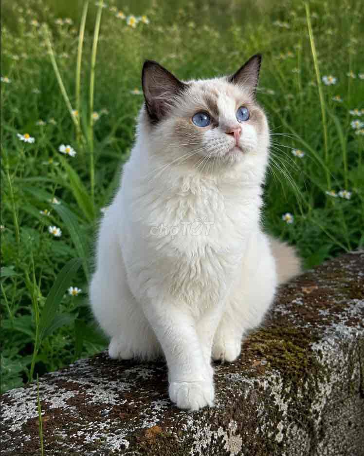 Mèo Ragdoll Cái 5 tháng mắt xanh đậm. Mua bán Mèo tại Quận Tân Phú Tp Hồ Chí Minh được đăng bởi Hoàng Nguyễn hình 1