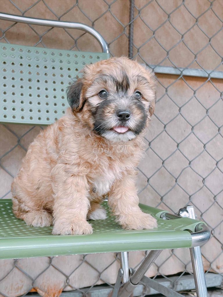 Chó Poodle lai Nâu Lông xoăn. Mua bán Chó tại Thành phố Vĩnh Long Vĩnh Long được đăng bởi Bình hình 1