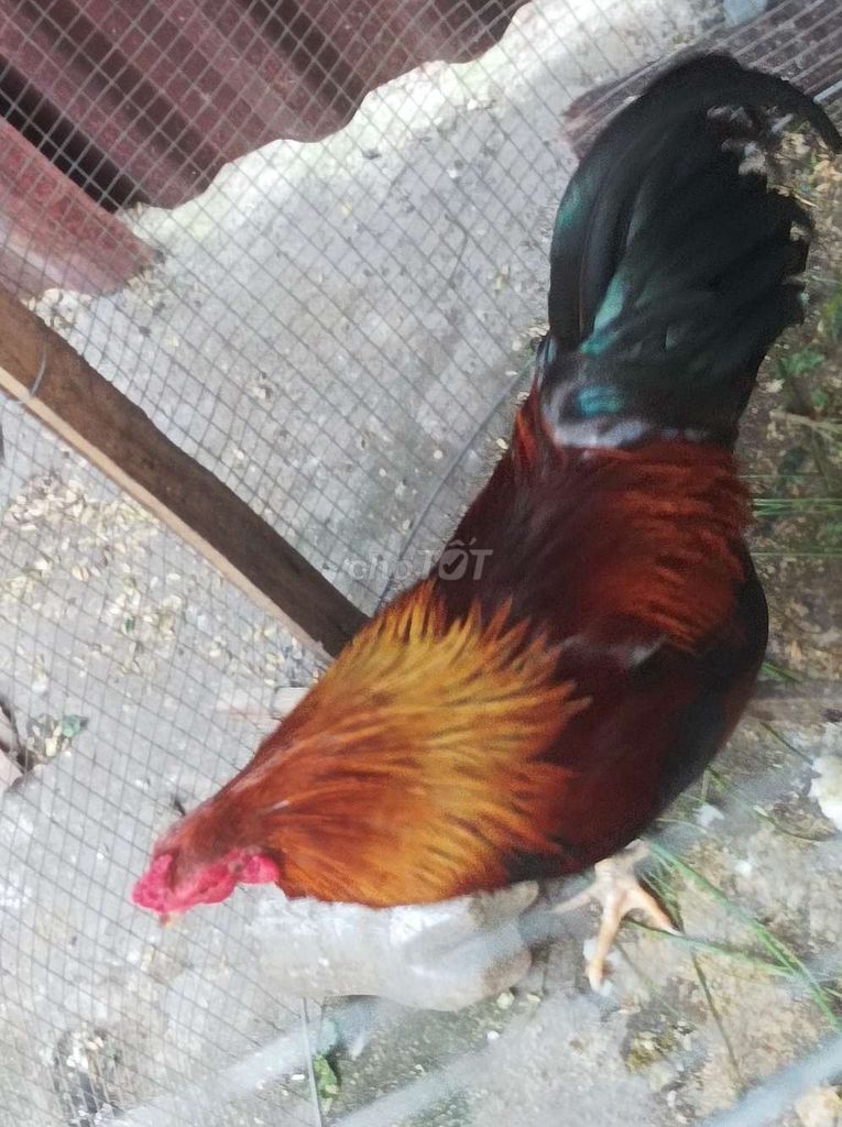 Gà tre bắc trống ĐẸP,KHOẺ. Mua bán Gà tại Huyện Thanh Trì Hà Nội được đăng bởi LAM hình 1