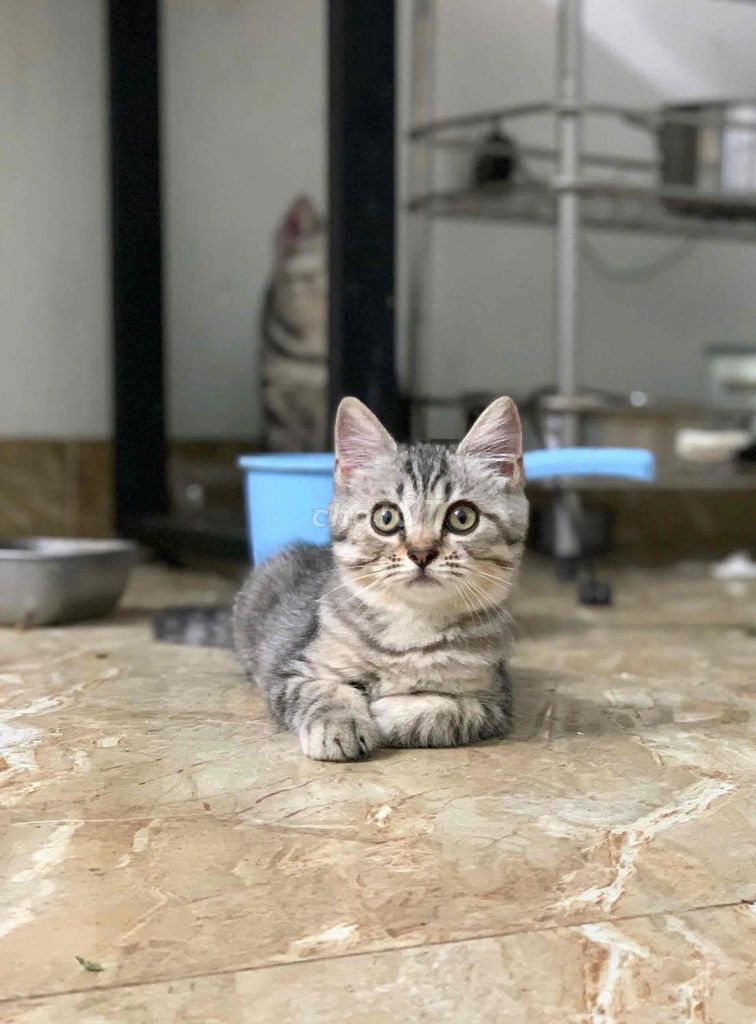 3 Mèo Mỹ,1 mèo Anh Lông Dài,1 Anh Lông Ngắn. Mua bán Mèo tại Quận Hà Đông Hà Nội được đăng bởi Hà Đinh hình 4