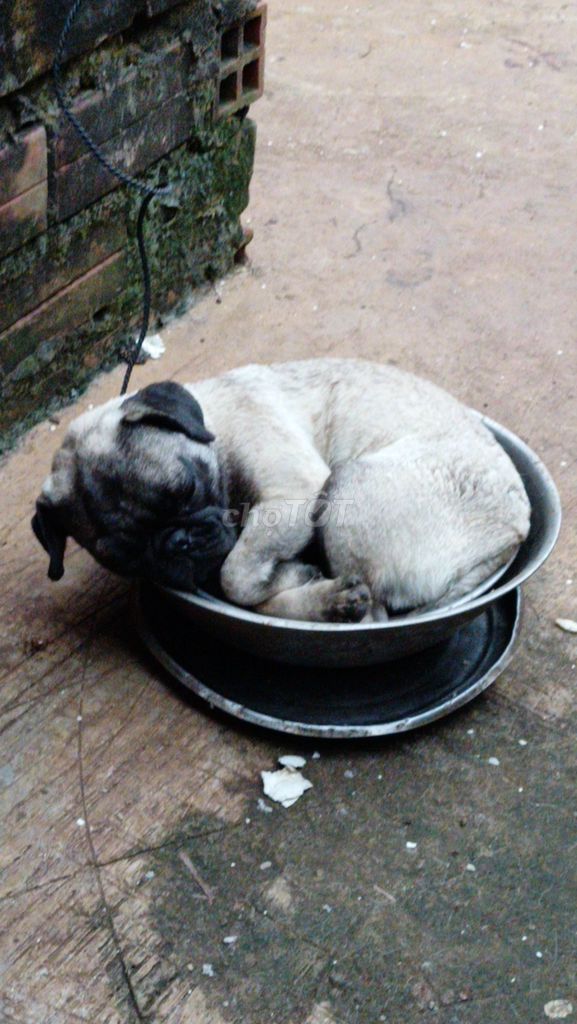 Chó Bug cái 7 tháng. Mua bán Chó tại Thành phố Vĩnh Long Vĩnh Long được đăng bởi hung hình 1