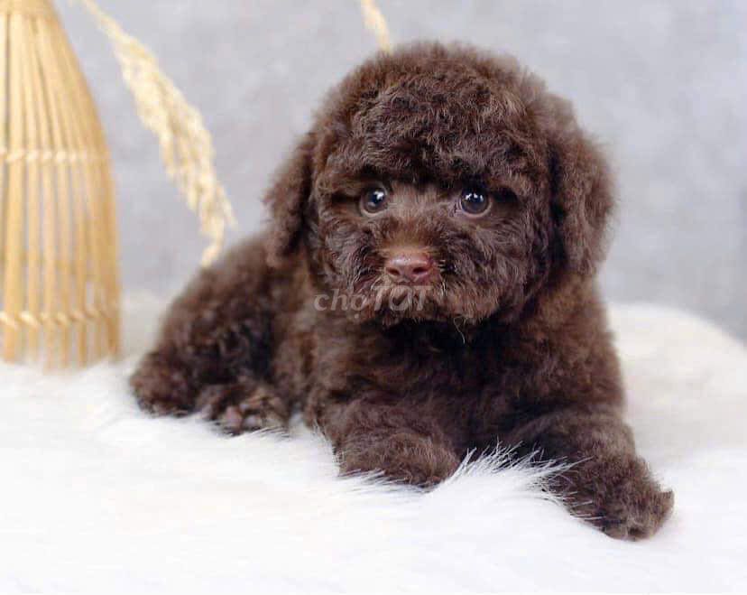 POODLE CHÓ XOĂN SANG CHẢNH. Mua bán Chó tại Quận Hai Bà Trưng Hà Nội được đăng bởi Phùng Khánh Dương hình 4