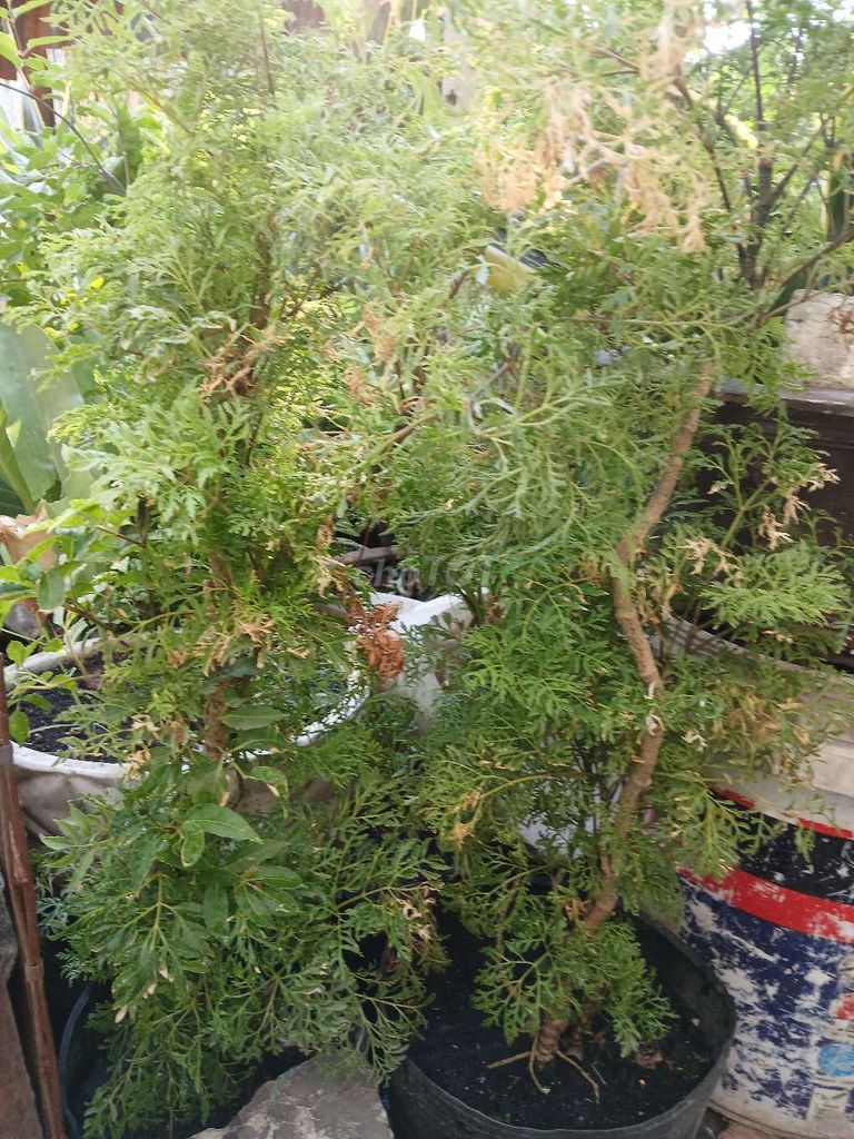 Bán cây đinh lăng lá lớn lá kim 35k- 40k/chậu nhựa