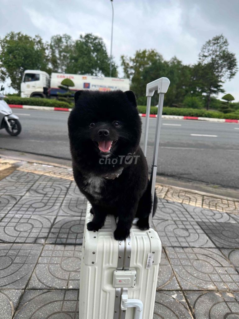 TÌM CHÓ LẠC - HẬU TẠ 10 TRIỆU. Mua bán Chó tại Thành phố Vũng Tàu Bà Rịa - Vũng Tàu được đăng bởi Nguyễn Xuân Đoàn hình 3