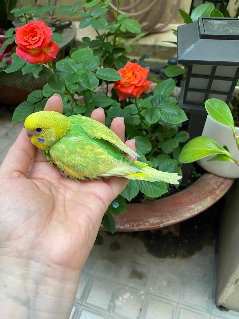 Chim Yến phụng Hà Lan non màu đẹp. Mua bán Chim tại Quận Phú Nhuận Tp Hồ Chí Minh được đăng bởi Tâm Thiện hình 1