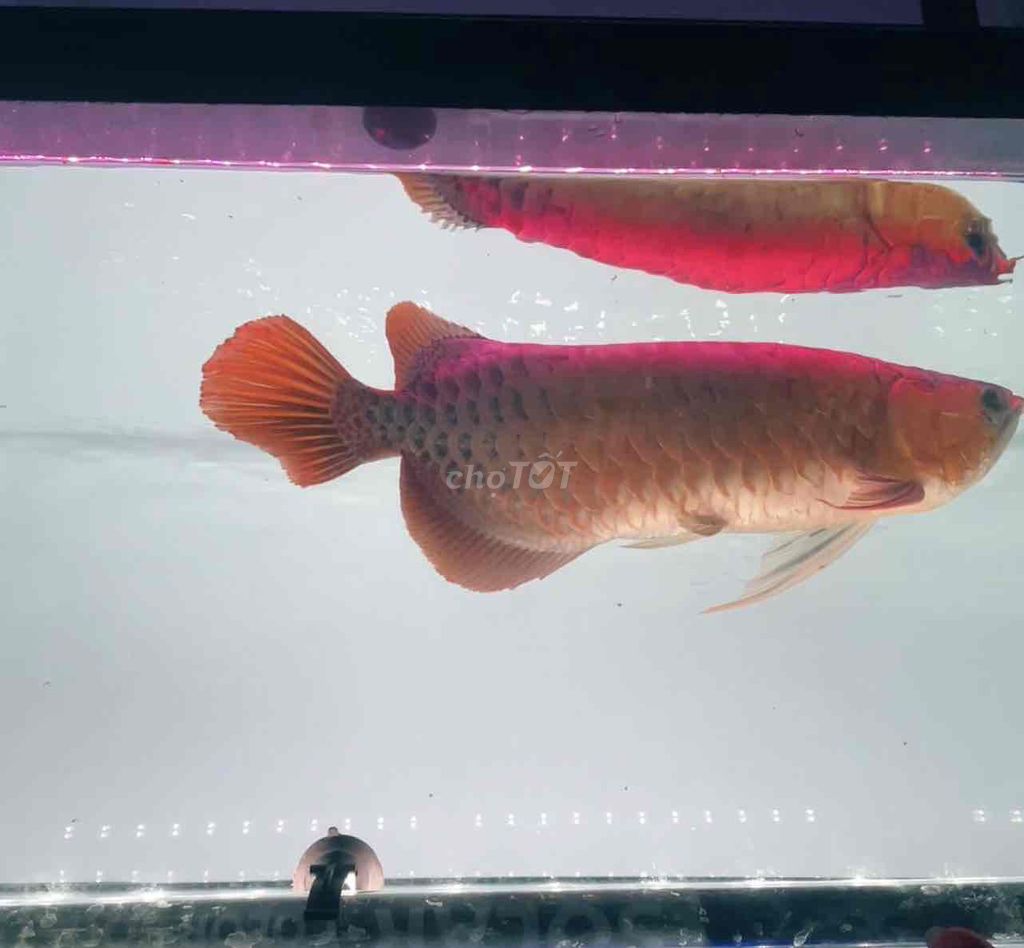 huyết long sai 6x. Mua bán Thú cưng khác tại Thành phố Dĩ An Bình Dương được đăng bởi Thái Nguyễn hình 1