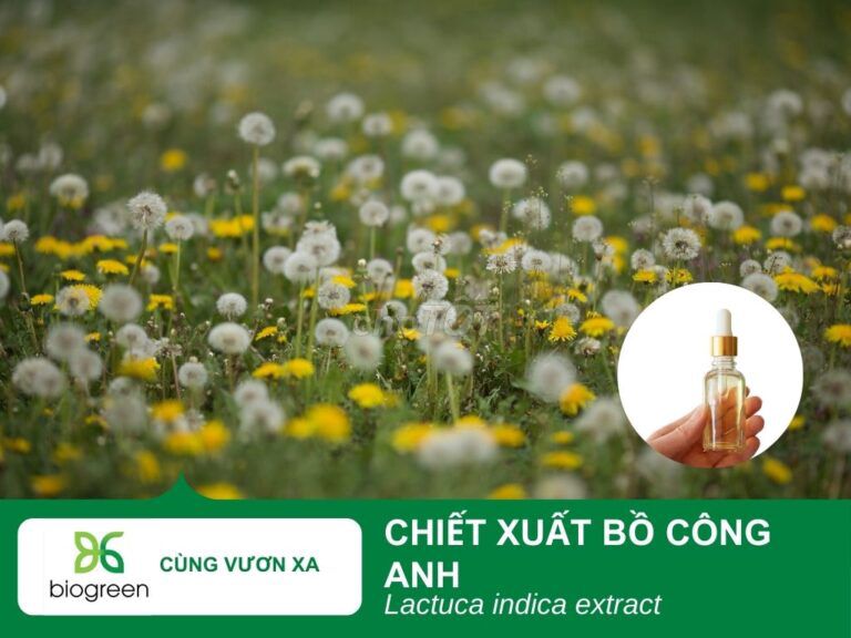 Chiết Xuất Bồ Công Anh:  Cho Làn Da Khỏe Đẹp