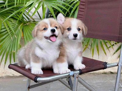 CORGI XINH TÌM CHỦ MỚI