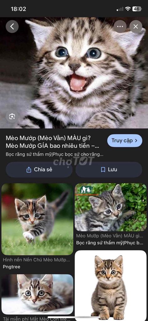 Mèo mướp 2 tháng tuổi. Mua bán Mèo tại Quận Đống Đa Hà Nội được đăng bởi Tú hình 1