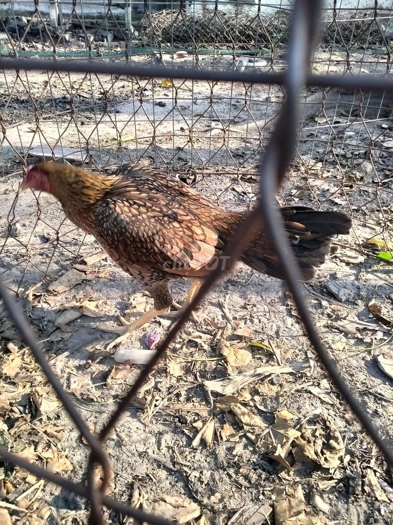 Gà mái nòi 2kg Cái. Mua bán Gà tại Huyện Hóc Môn Tp Hồ Chí Minh được đăng bởi Tên chưa cung cấp hình 1