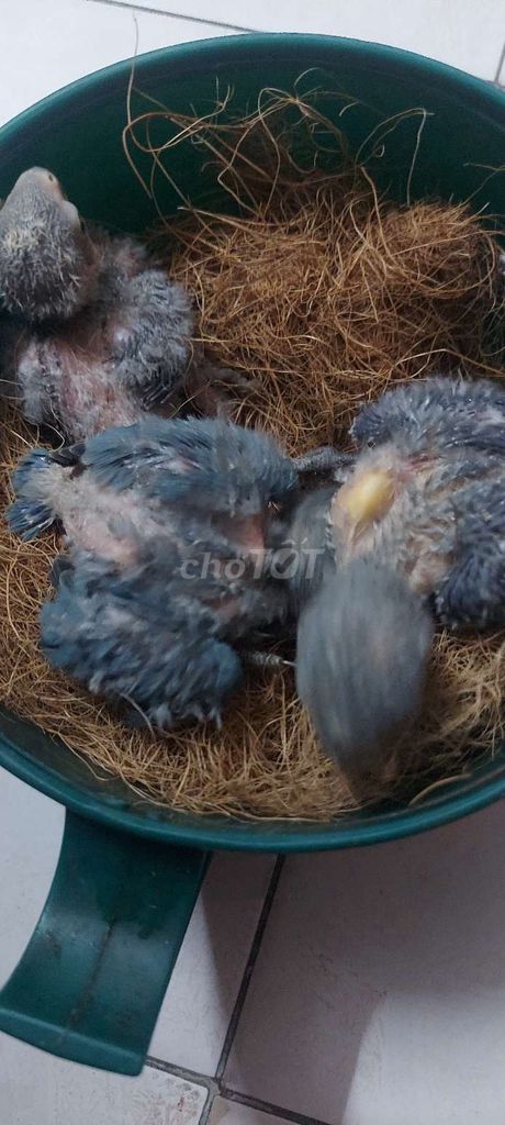 vẹt lovebird non màu xanh. Mua bán Chim tại Quận Ba Đình Hà Nội được đăng bởi Anh Nguyen Duc hình 1