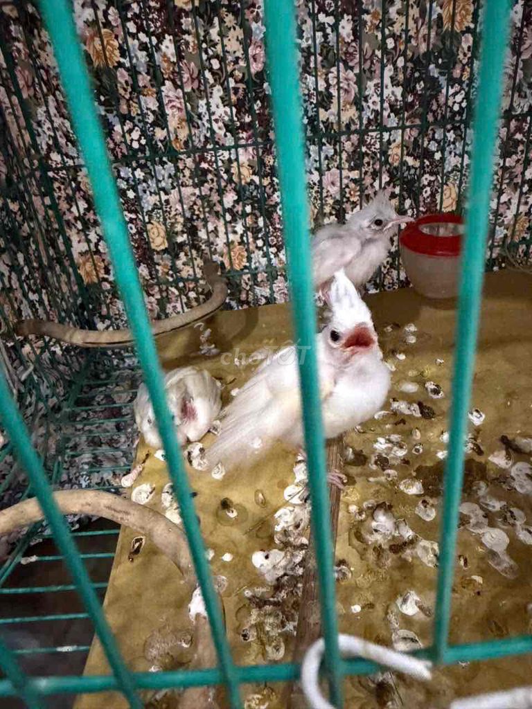 Chim chào mào non 2 con 1 tháng. Mua bán Chim tại Quận Hoàng Mai Hà Nội được đăng bởi mua bán chim cảnh hình 1