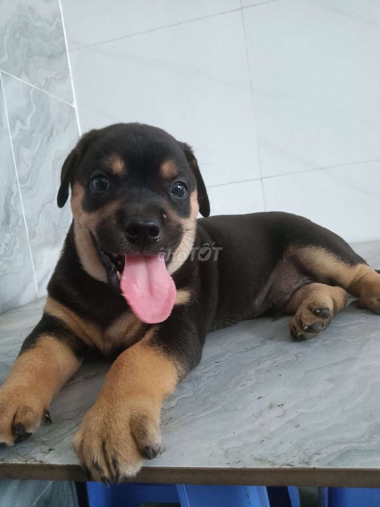 Chó Rottweiler F1 đực. Mua bán Chó tại Quận 6 Tp Hồ Chí Minh được đăng bởi Tăng Chí Lương  hình 1