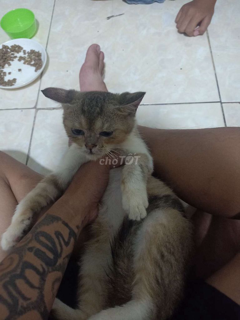 Mèo Tam thể cái 2 tháng tuổi tốt. Mua bán Mèo tại Thành phố Thủ Đức Tp Hồ Chí Minh được đăng bởi Phan An hình 1