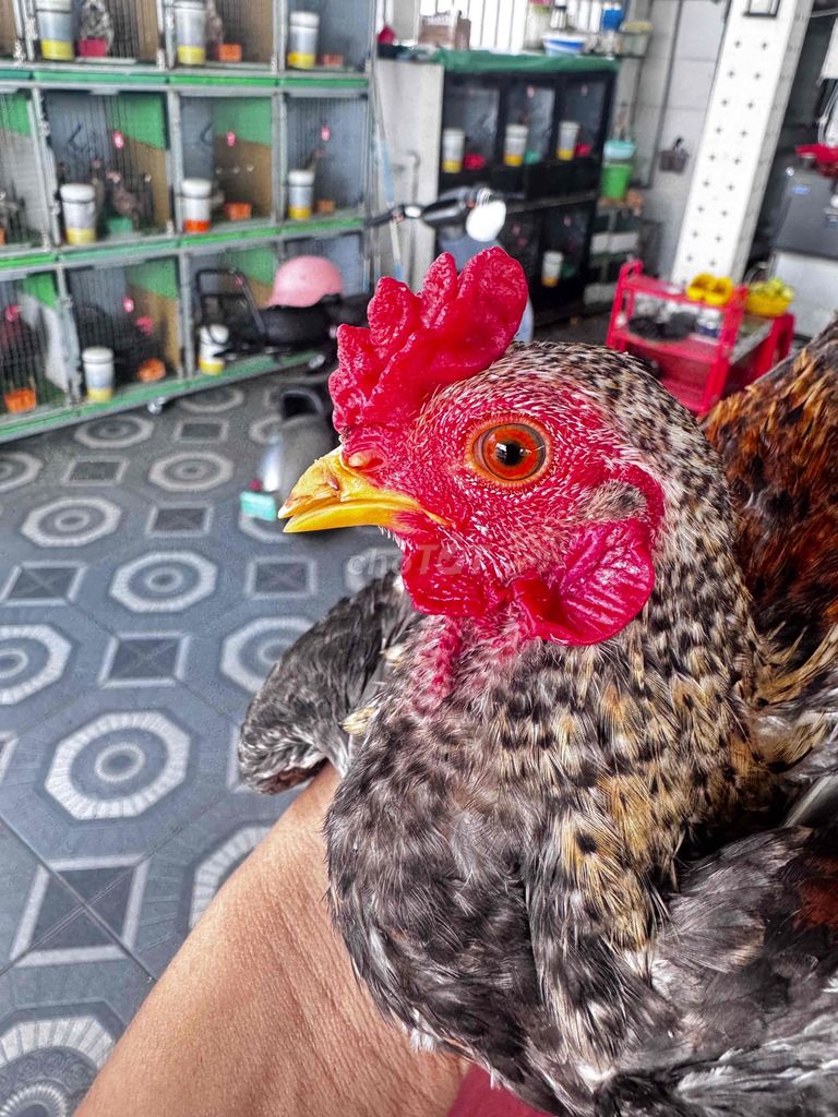 Gà tre Bắc Cú 470 gram 6 tháng Đa sắc. Mua bán Gà tại Quận Ô Môn Cần Thơ được đăng bởi Khang Toro hình 1