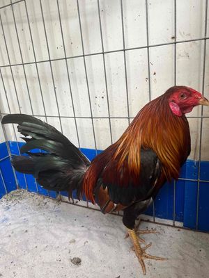 F1 Điều 1kg4 Rớt Xĩu lớp 10. Mua bán Gà tại Quận 4 Tp Hồ Chí Minh được đăng bởi Tony Đặng GameFz