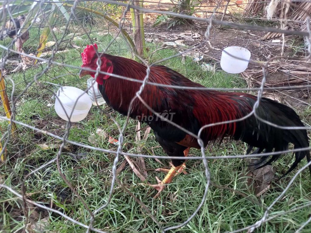 Gà chọi An Minh, Kiên Giang. Mua bán Gà tại Huyện An Minh Kiên Giang được đăng bởi Võ Hiếu hình 1