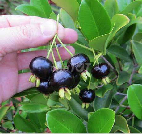 Cây ăn quả Cherry Brazil. Mua bán Cây cảnh, đồ trang trí tại Huyện Châu Thành Đồng Tháp được đăng bởi Quyến Trần hình 1