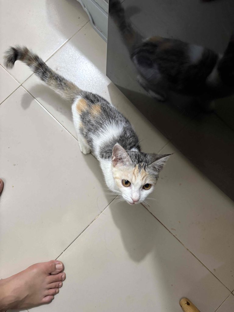 Mèo Anh Đực Cái Tam thể Đen trắng. Mua bán Mèo tại Thành phố Dĩ An Bình Dương được đăng bởi Tùng hình 1