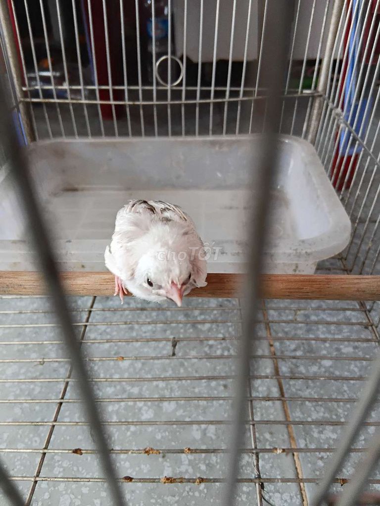 Chào mào bạch lem. Mua bán Chim tại Thành phố Biên Hòa Đồng Nai được đăng bởi Mạnh cuong hình 1