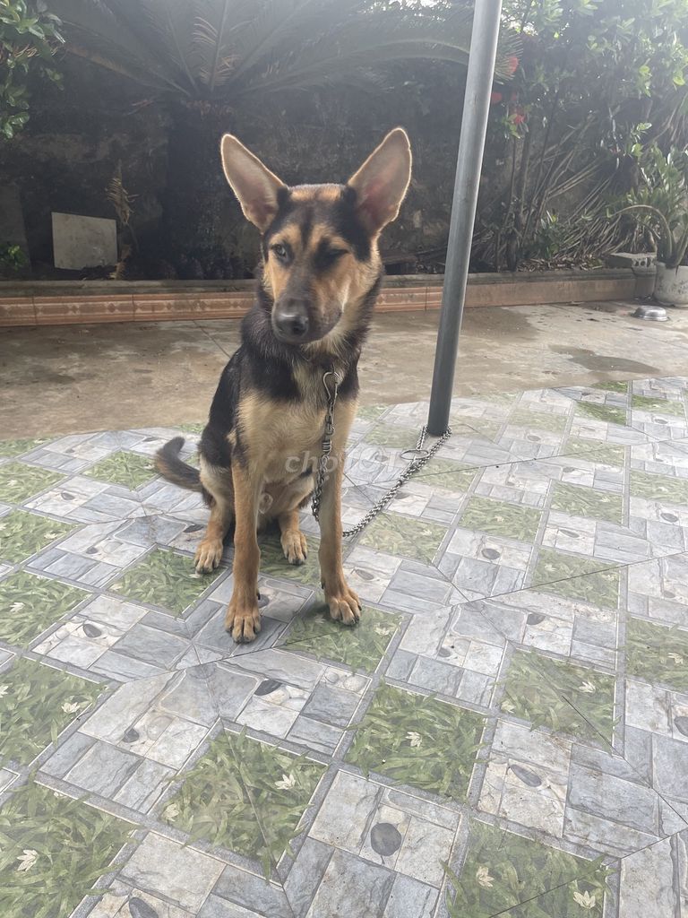 Chó Becgie Đen, Nâu vàng. Mua bán Chó tại Huyện Diễn Châu Nghệ An được đăng bởi Đặng Trọng Hoàng hình 1