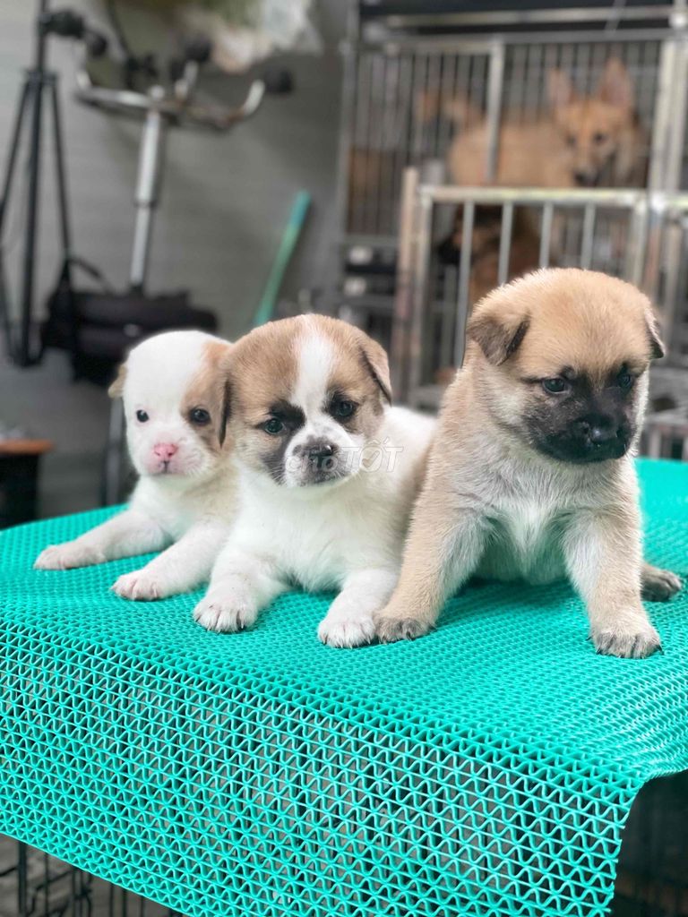 Chó con nhiều màu 2 tháng tuổi. Mua bán Chó tại Thành phố Biên Hòa Đồng Nai được đăng bởi Đậu Xinh hình 1