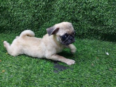 tìm chủ mới cho em pug cái 3 tháng tuổi