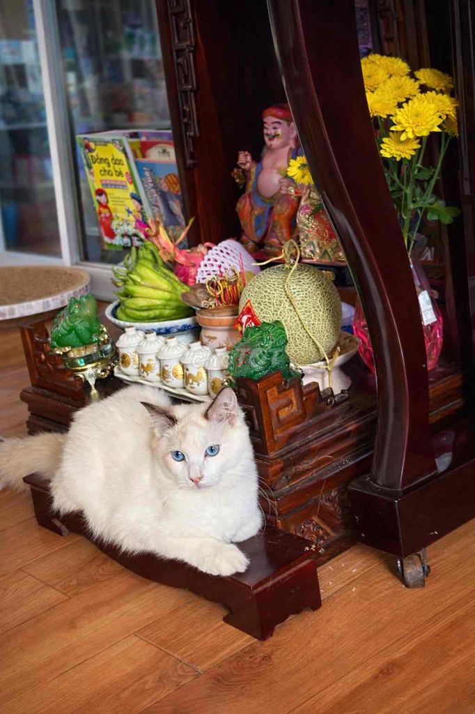 Mèo Ragdoll trắng đã tiêm phòng. Mua bán Mèo tại Quận 7 Tp Hồ Chí Minh được đăng bởi Nhà Nấm hình 1