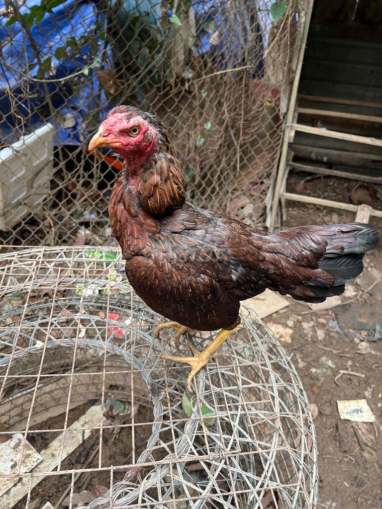 gà mái chọi. Mua bán Gà tại Huyện Thạch Thất Hà Nội được đăng bởi Kiều Cao hình 1