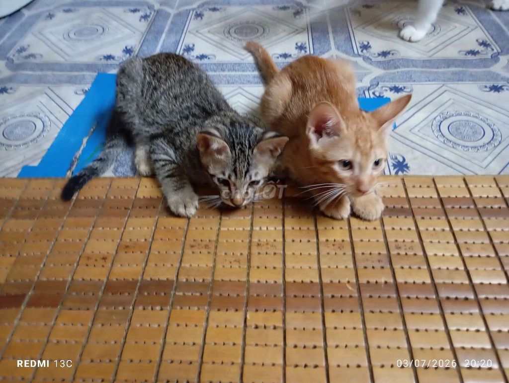 Mèo ta Vàng, Xám vằn 2 tháng tuổi. Mua bán Mèo tại Thành phố Thủ Đức Tp Hồ Chí Minh được đăng bởi Trần Thị Trúc Phương  hình 1