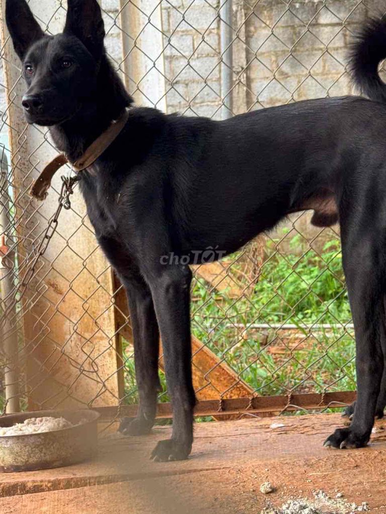 Chó Malinois Đen Đực 10 tháng. Mua bán Chó tại Huyện Phú Riềng Bình Phước được đăng bởi Người dùng hình 1