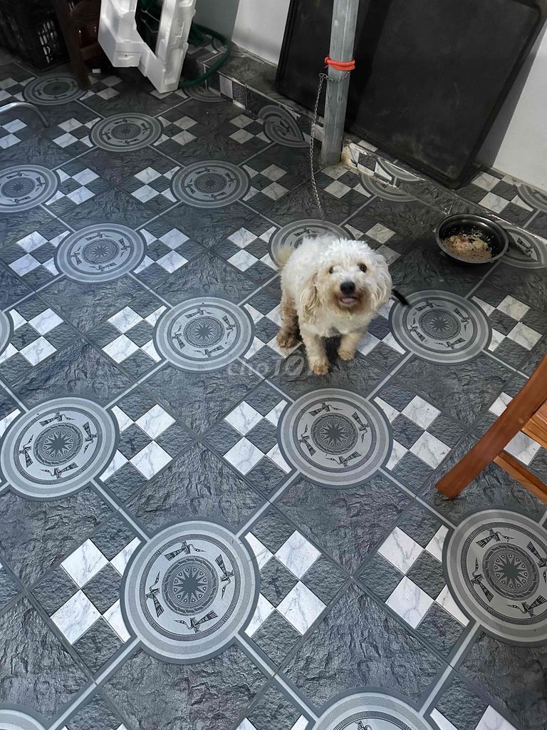 Chó Poodle trắng 1 năm. Mua bán Chó tại Huyện Thuỷ Nguyên Hải Phòng được đăng bởi Nguyễn Duy Hợi hình 1