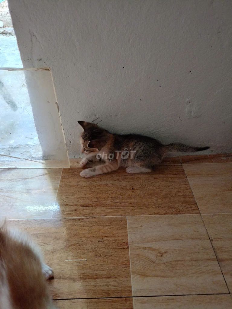 Tôi Muốn Cho Gấp 4 Bé Mèo Con. Mua bán Mèo tại Thành phố Qui Nhơn Bình Định được đăng bởi Trương Bình hình 1