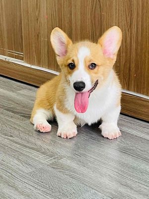 Chó Corgi Trắng Vàng 6 Tháng Thuần Chủng. Mua bán Chó tại Quận Gò Vấp Tp Hồ Chí Minh được đăng bởi Xe tự lái
