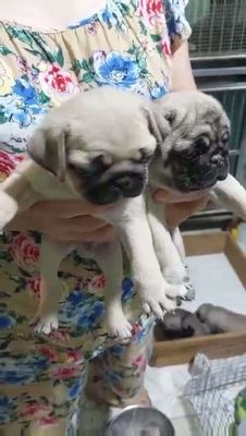 Pug nâu nhạt, đen. Mua bán Chó tại Quận Bình Thuỷ Cần Thơ được đăng bởi Nguyễn Thị Huỳnh Mai