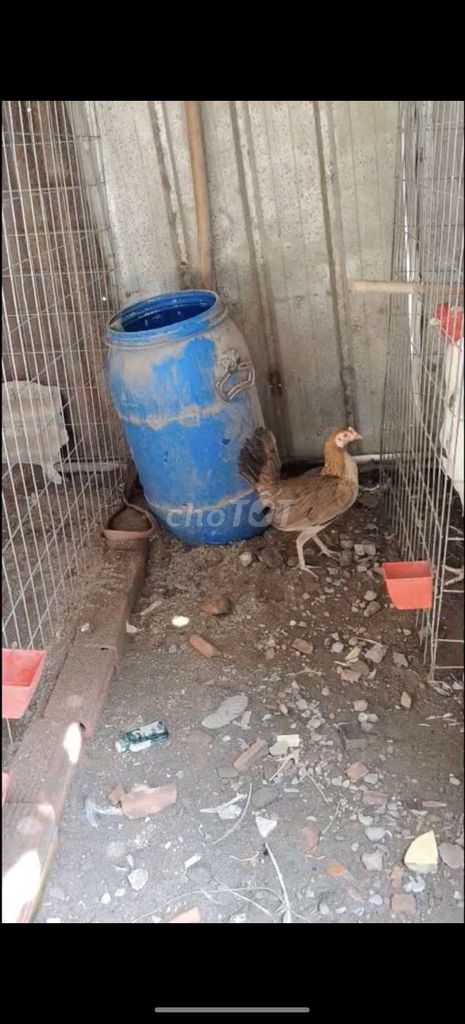 Gà mái Vàng 1.1kg đang đẻ lứa 3. Mua bán Gà tại Thành phố Biên Hòa Đồng Nai được đăng bởi h hình 1