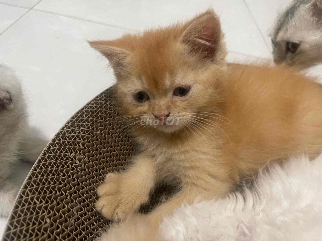 Mèo ALN, 3 tháng tuổi, tai cụp