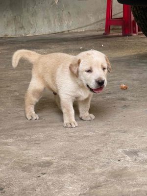 tìm chủ mới cho các bé