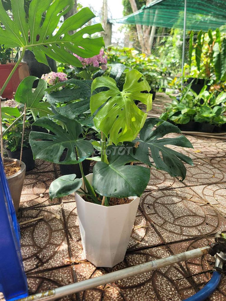 Cây cảnh Monstera Xanh lá. Mua bán Cây cảnh, đồ trang trí tại Quận Cái Răng Cần Thơ được đăng bởi gia dụng rẻ  hình 1