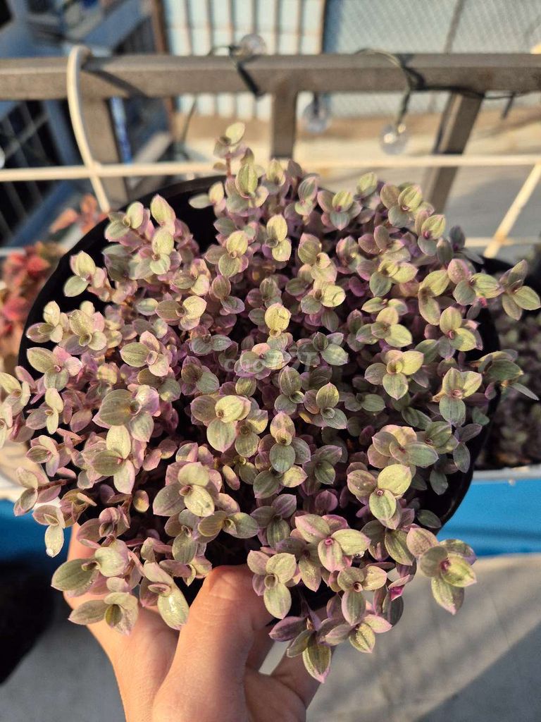 Chậu pink lady size vừa. Mua bán Cây cảnh, đồ trang trí tại Quận 3 Tp Hồ Chí Minh được đăng bởi Khánh Dương hình 1