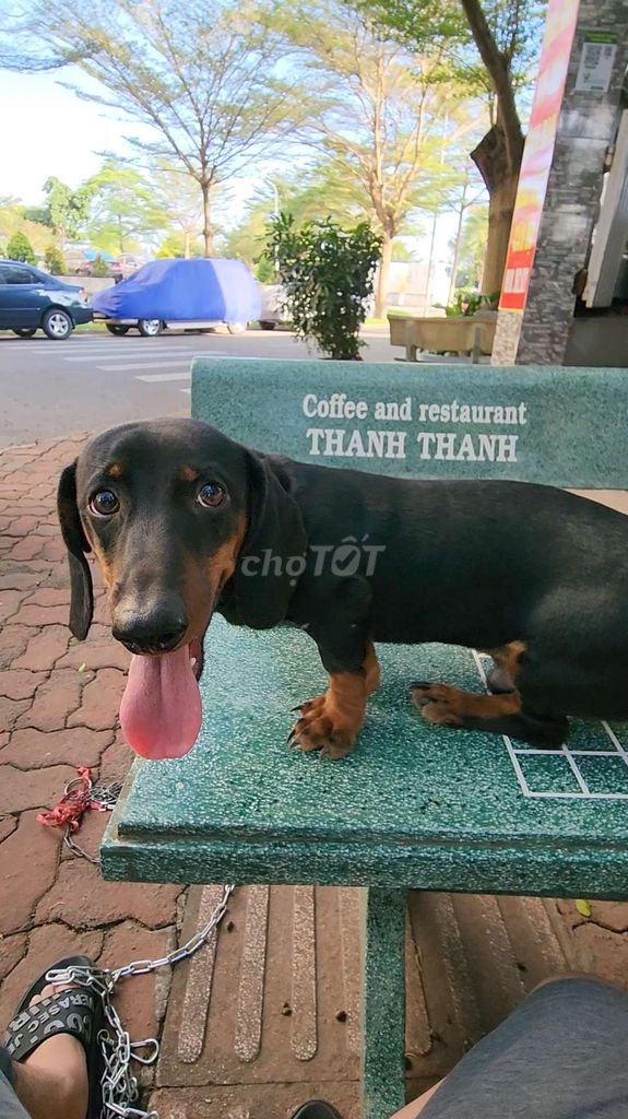 Chó Dachshund nhỏ gọn Đen vàng đã tiêm phòng. Mua bán Chó tại Huyện Bình Chánh Tp Hồ Chí Minh được đăng bởi Harry Phan hình 1