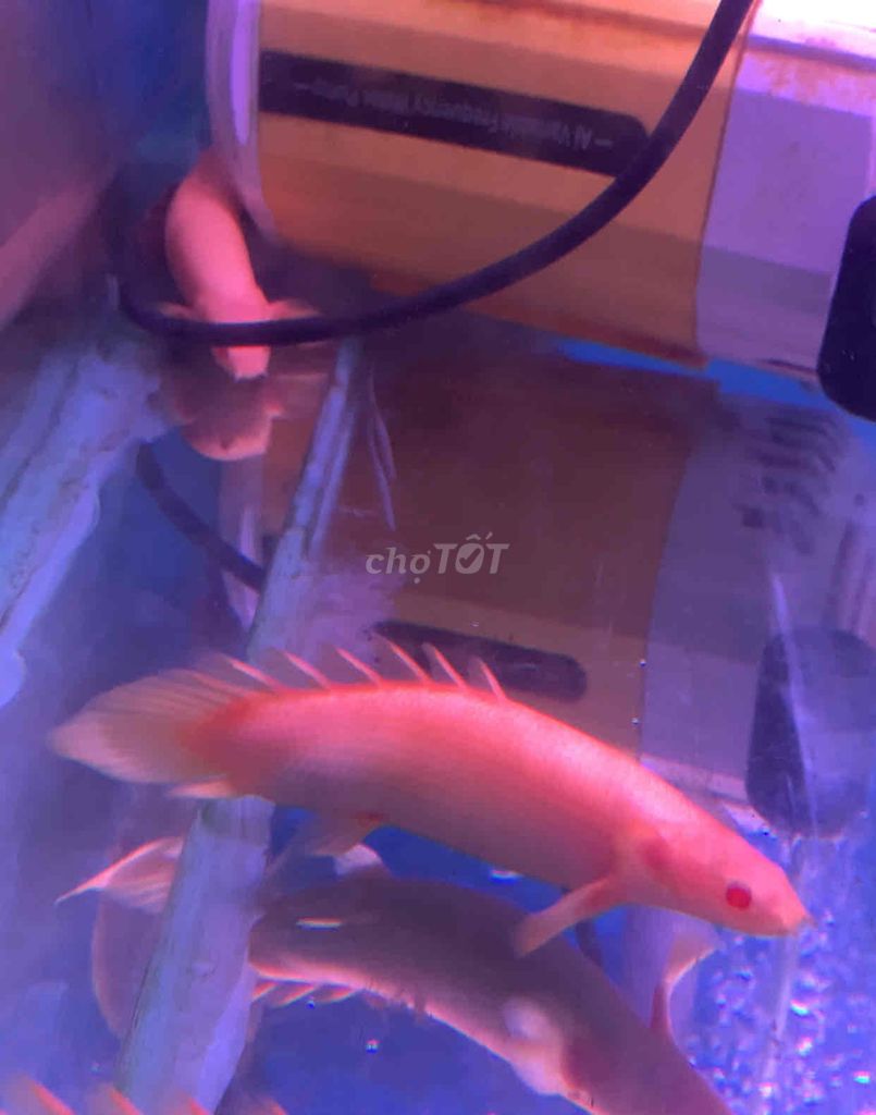 Cá Cửu Sừng Albino Short Body 10cm. Mua bán Thú cưng khác tại Huyện Bình Chánh Tp Hồ Chí Minh được đăng bởi Tuấn Anh Cá Kiểng Online hình 2